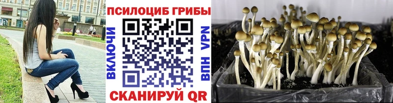 Галлюциногенные грибы Psilocybe  хочу наркоту  Северская 